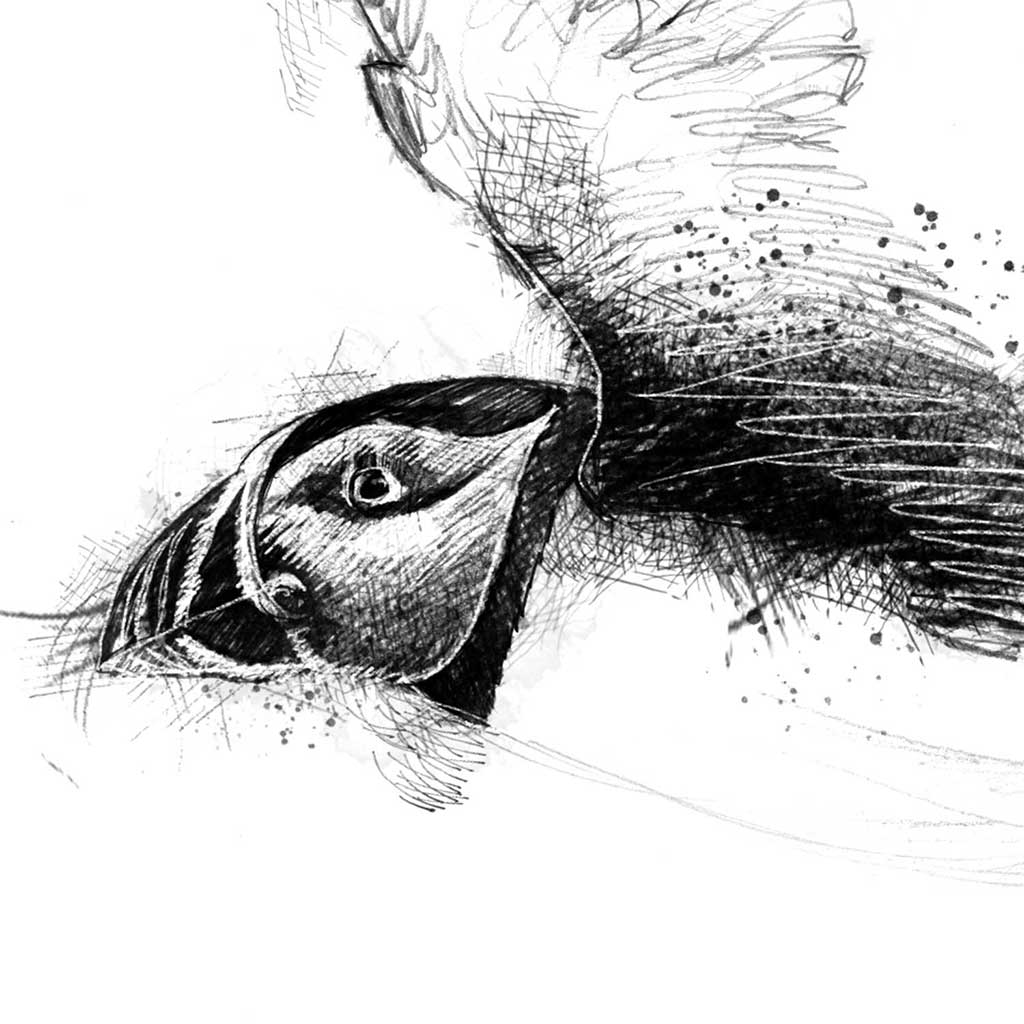 Puffin flight