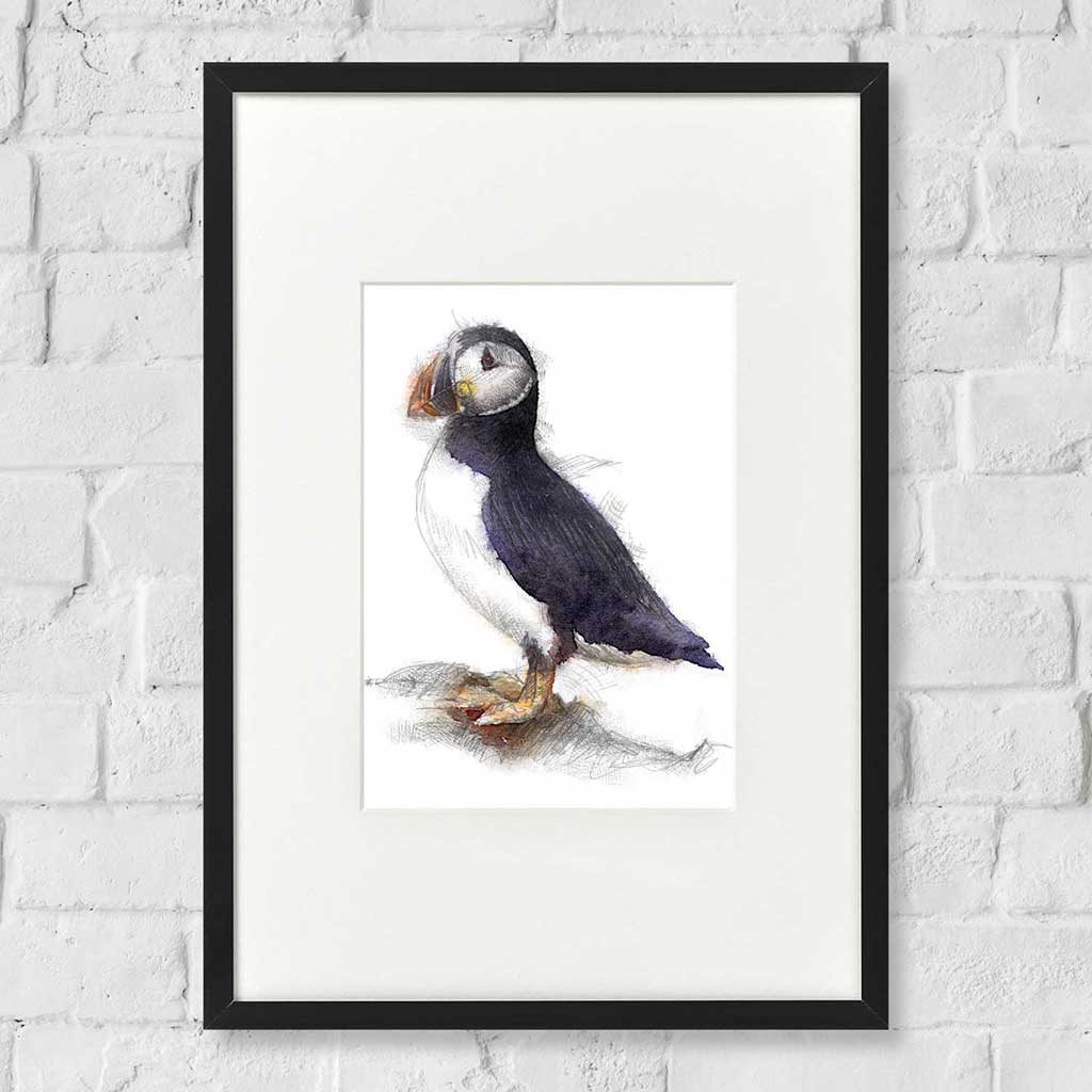 Puffin