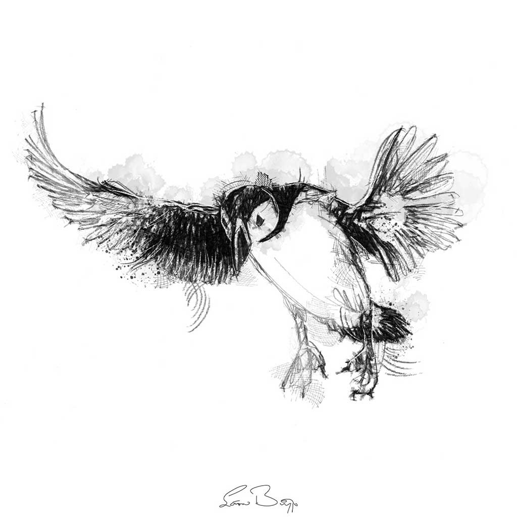 Puffin flight