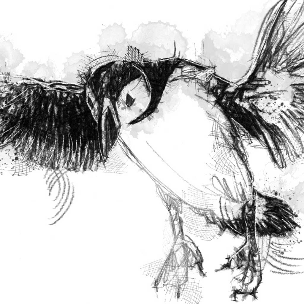 Puffin flight