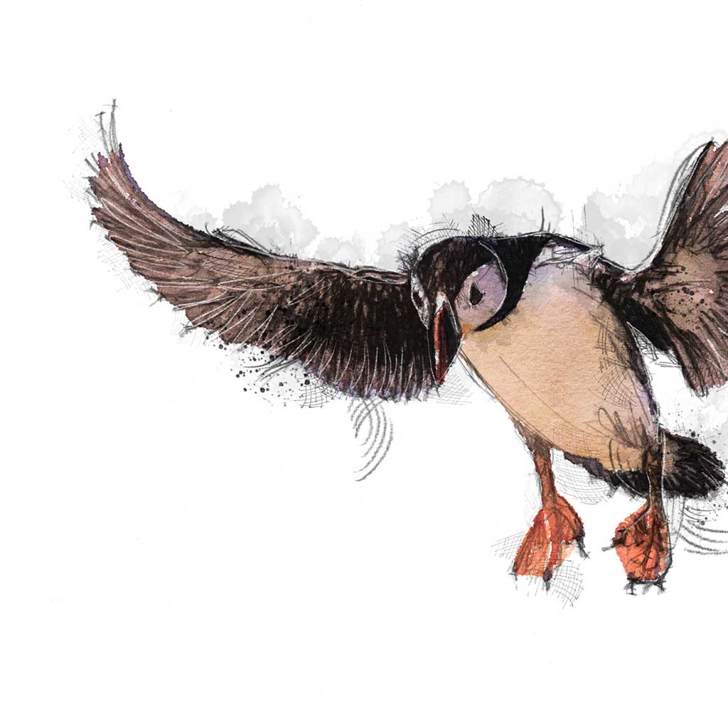 Puffin flight colour