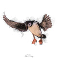 Puffin flight colour