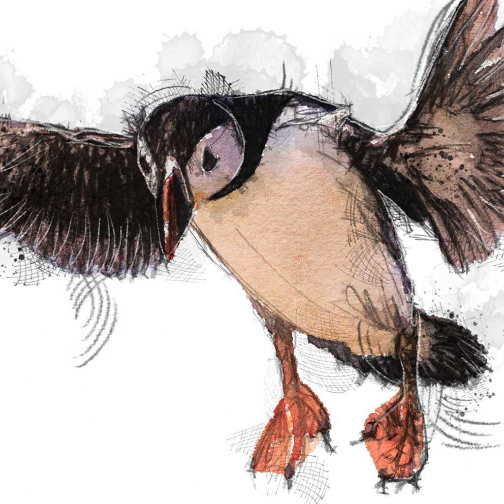 Puffin flight colour