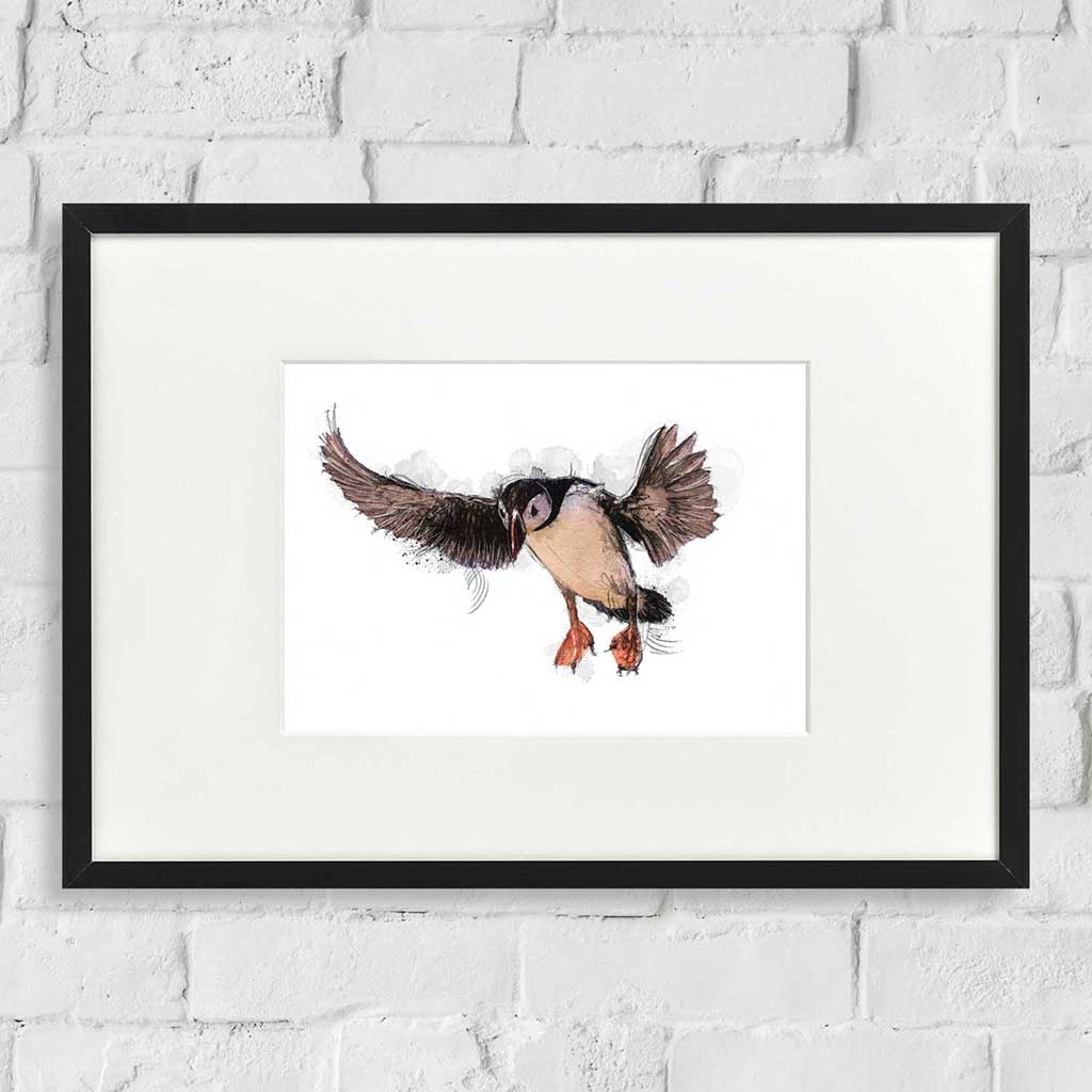 Puffin flight colour