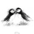 Puffins