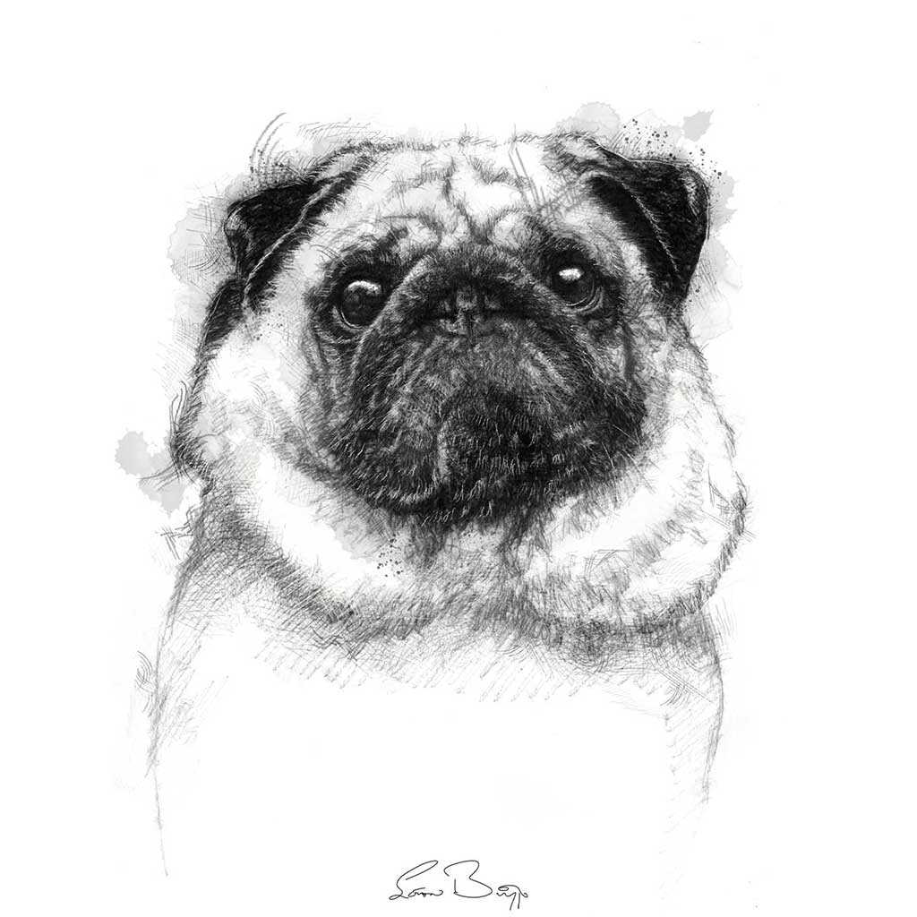 Pug dog