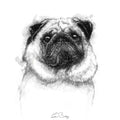 Pug dog