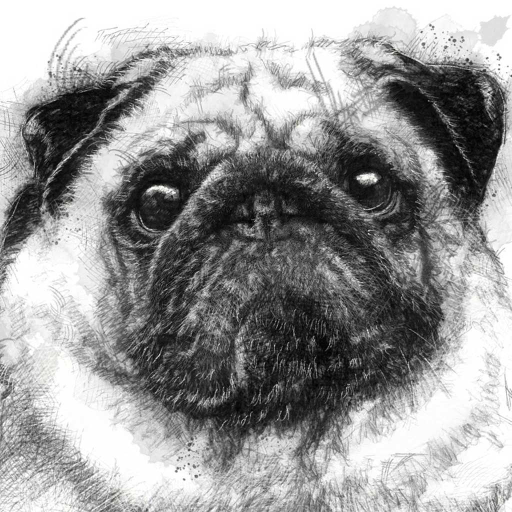 Pug dog