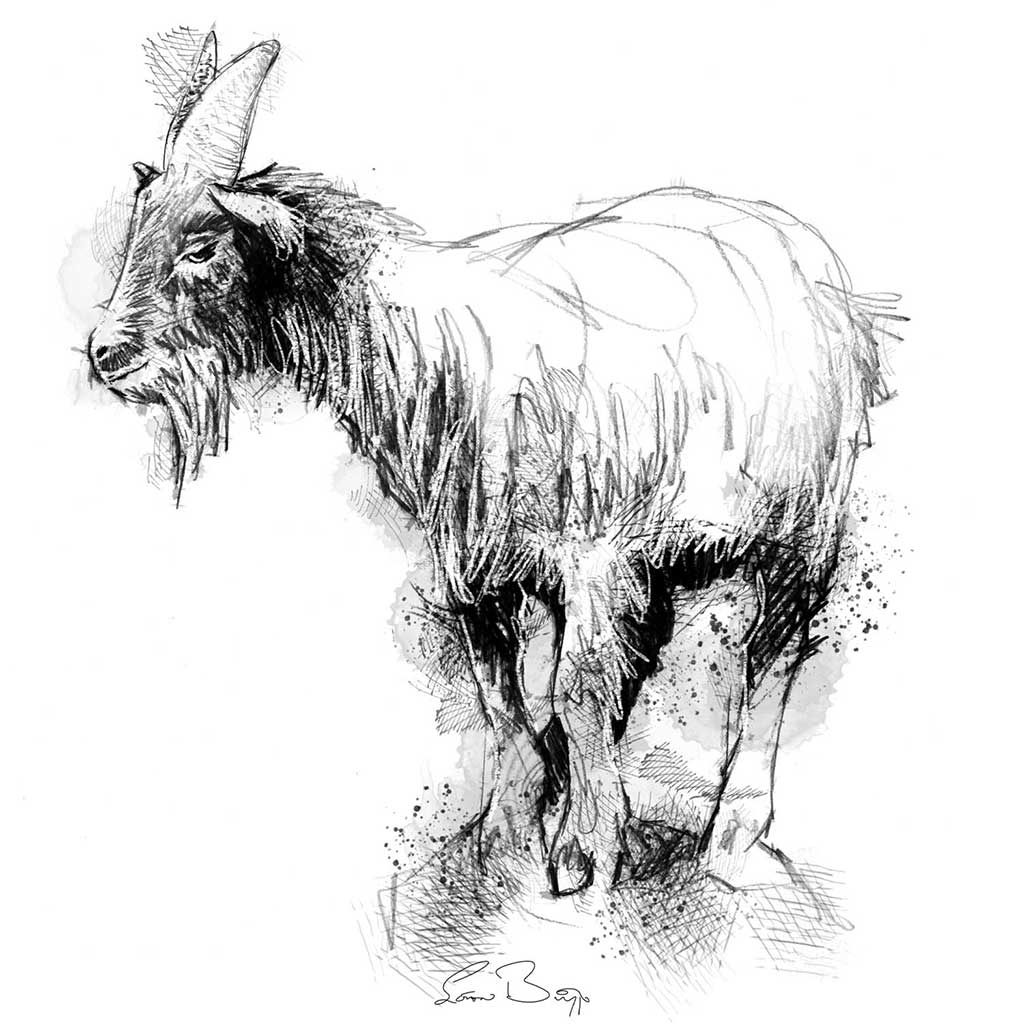 Pygmy goat