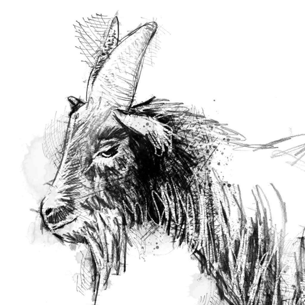 Pygmy goat