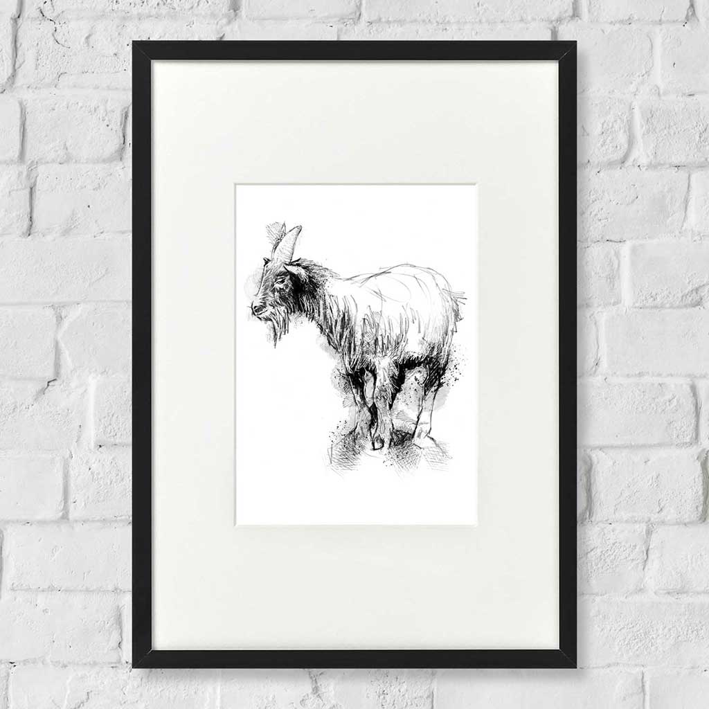 Pygmy goat