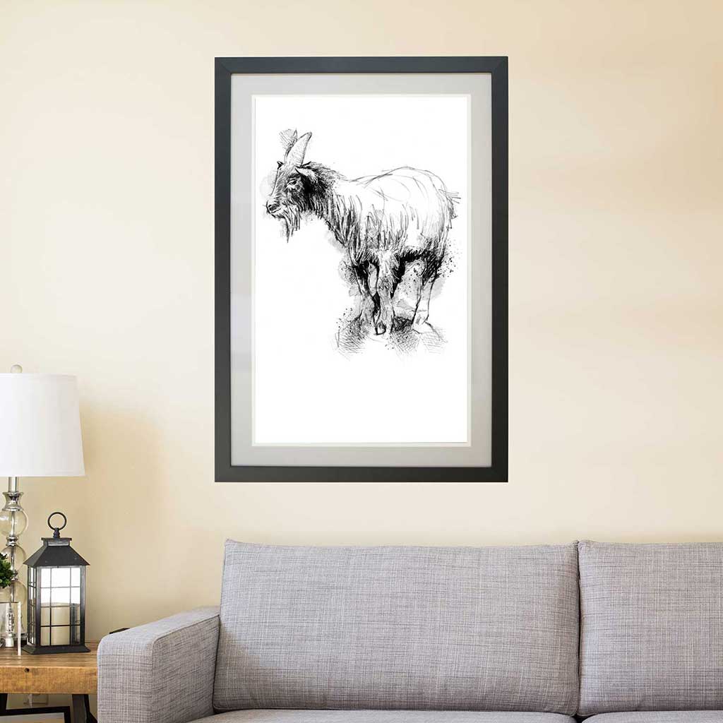Pygmy goat