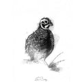 Quail