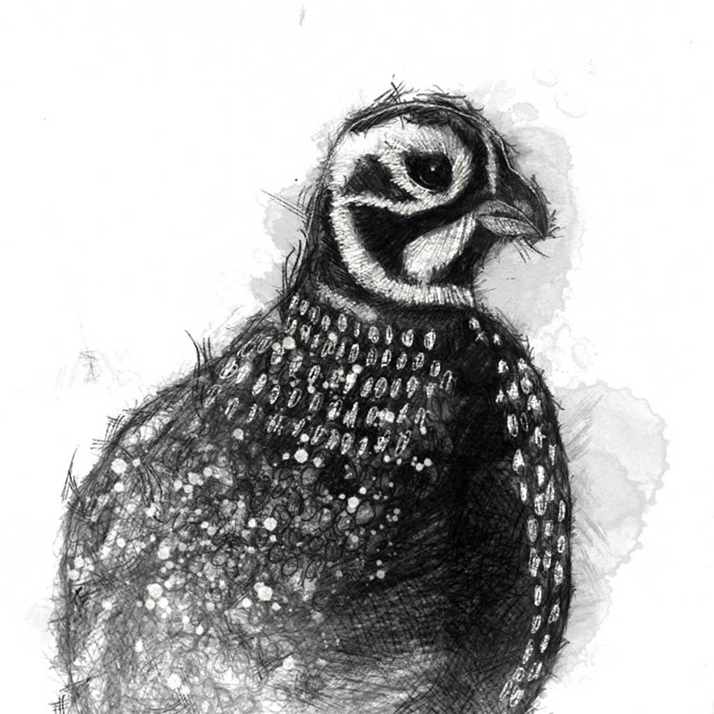 Quail