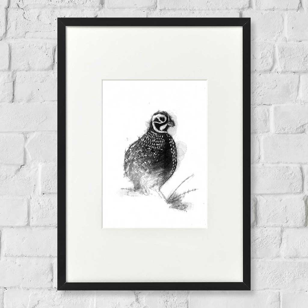 Quail