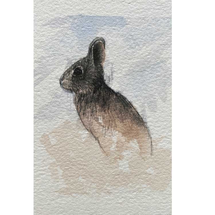Rabbit mini sketch