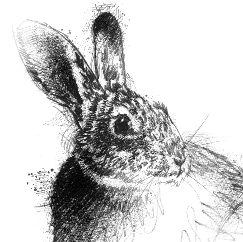 Rabbit - BW Sketch