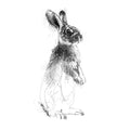 European Rabbit  - BW Sketch