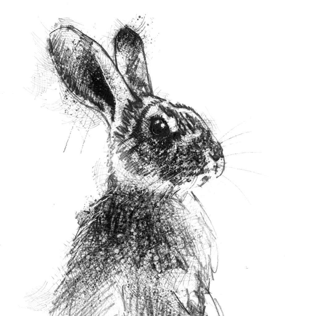 European Rabbit  - BW Sketch