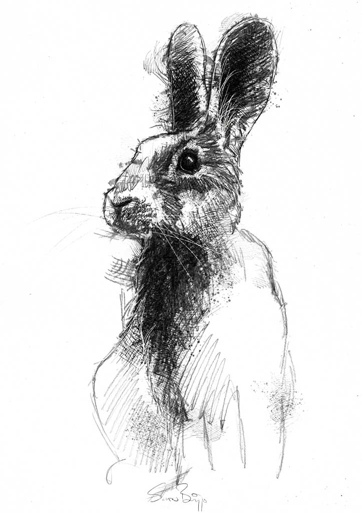 Rabbit