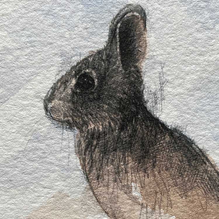 Rabbit mini sketch