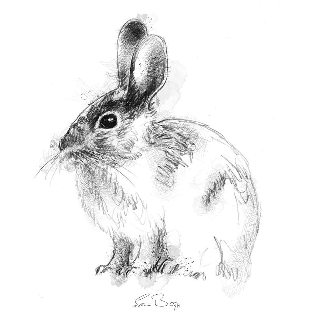 Wild rabbit