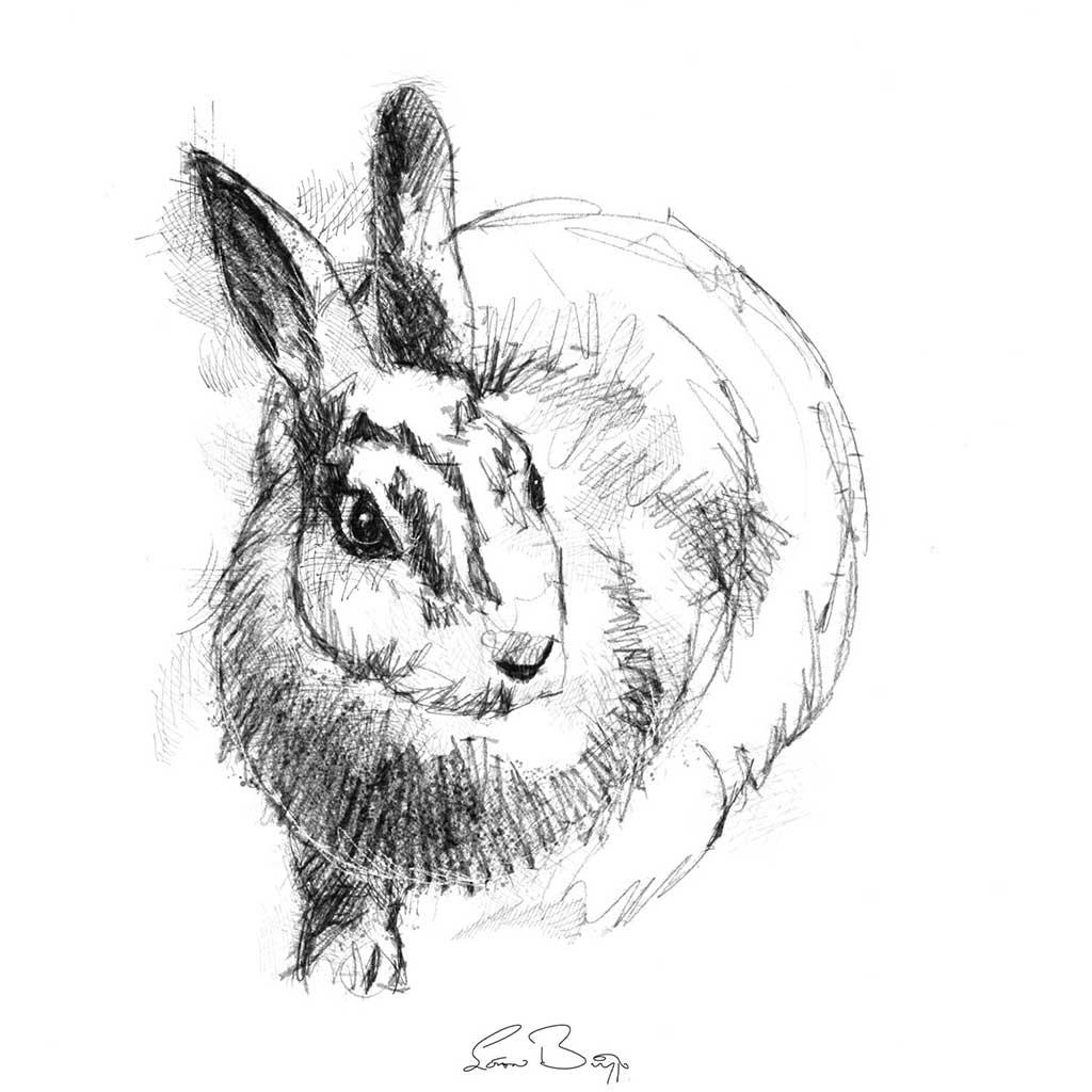 Wild rabbit