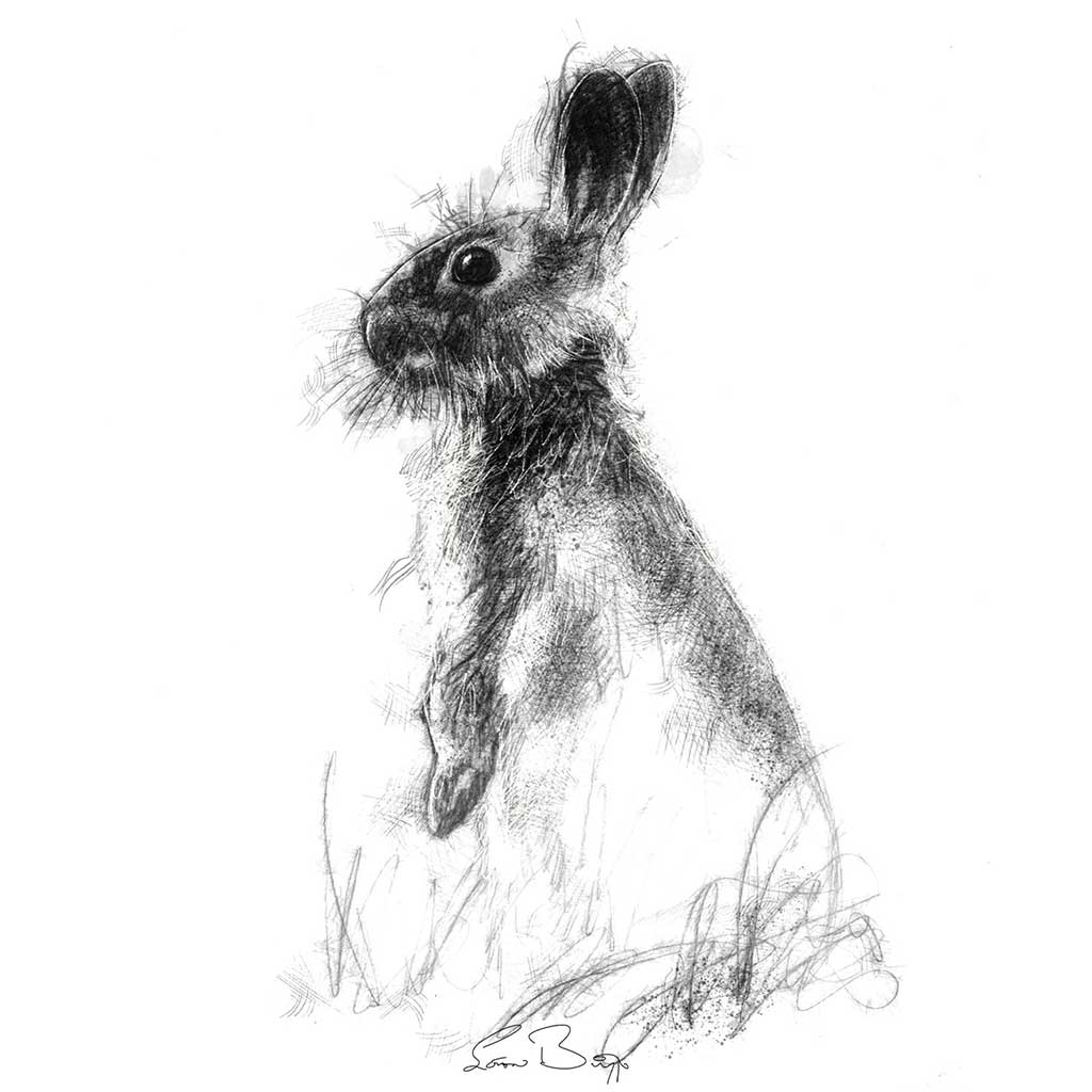 Bunny rabbit