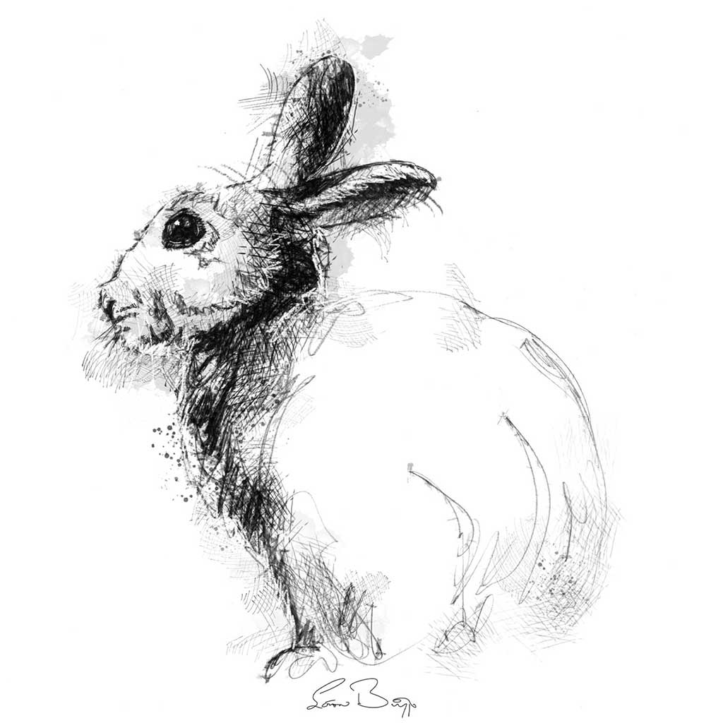 Rabbit