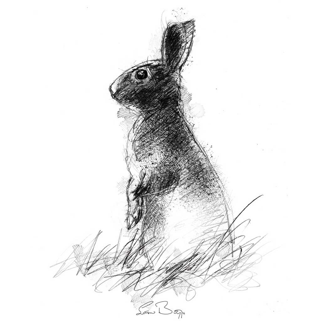 Young rabbit