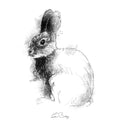 Bunny rabbit
