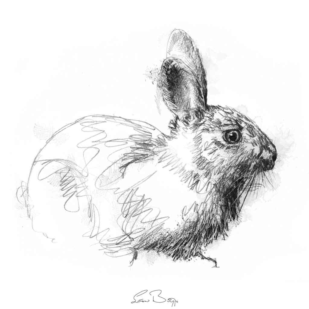 Wild rabbit
