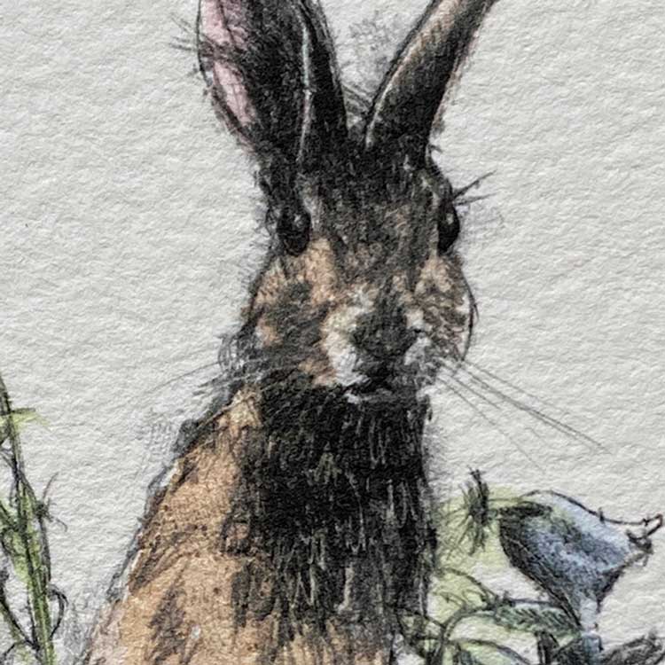Rabbit mini sketch