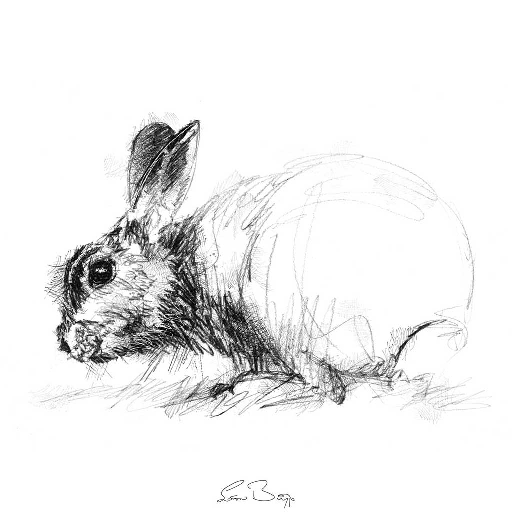 Wild rabbit