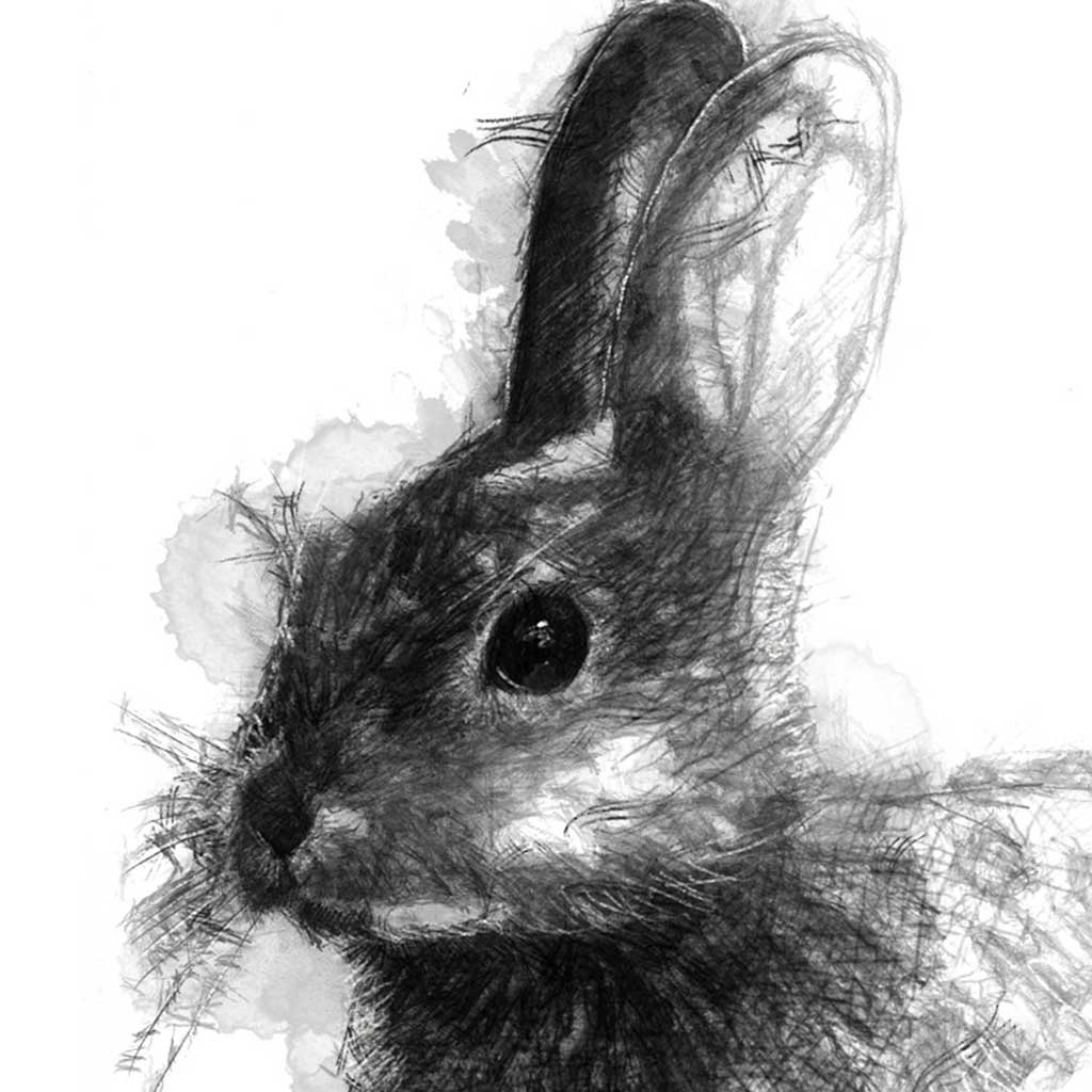 Rabbit
