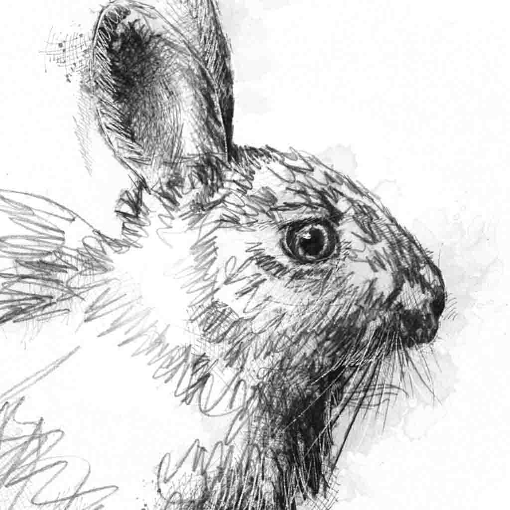 Wild rabbit