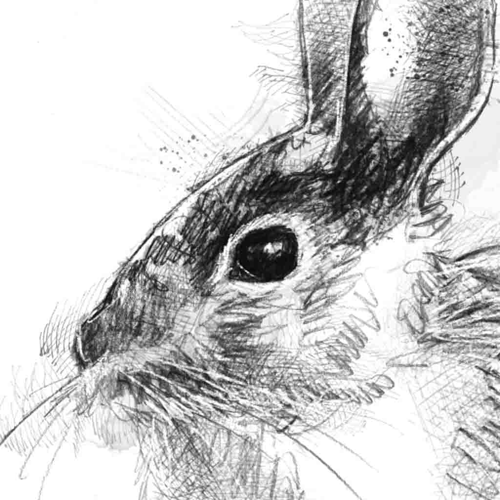 Wild rabbit