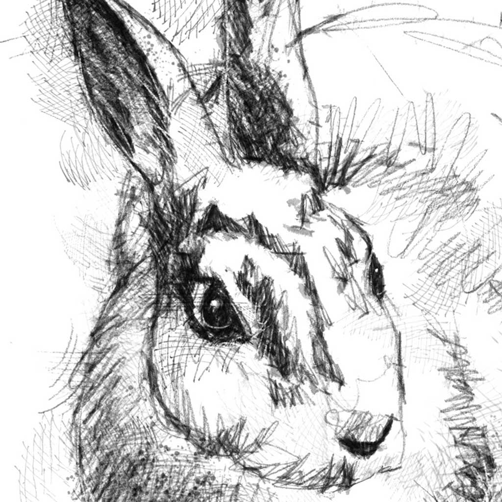 Wild rabbit