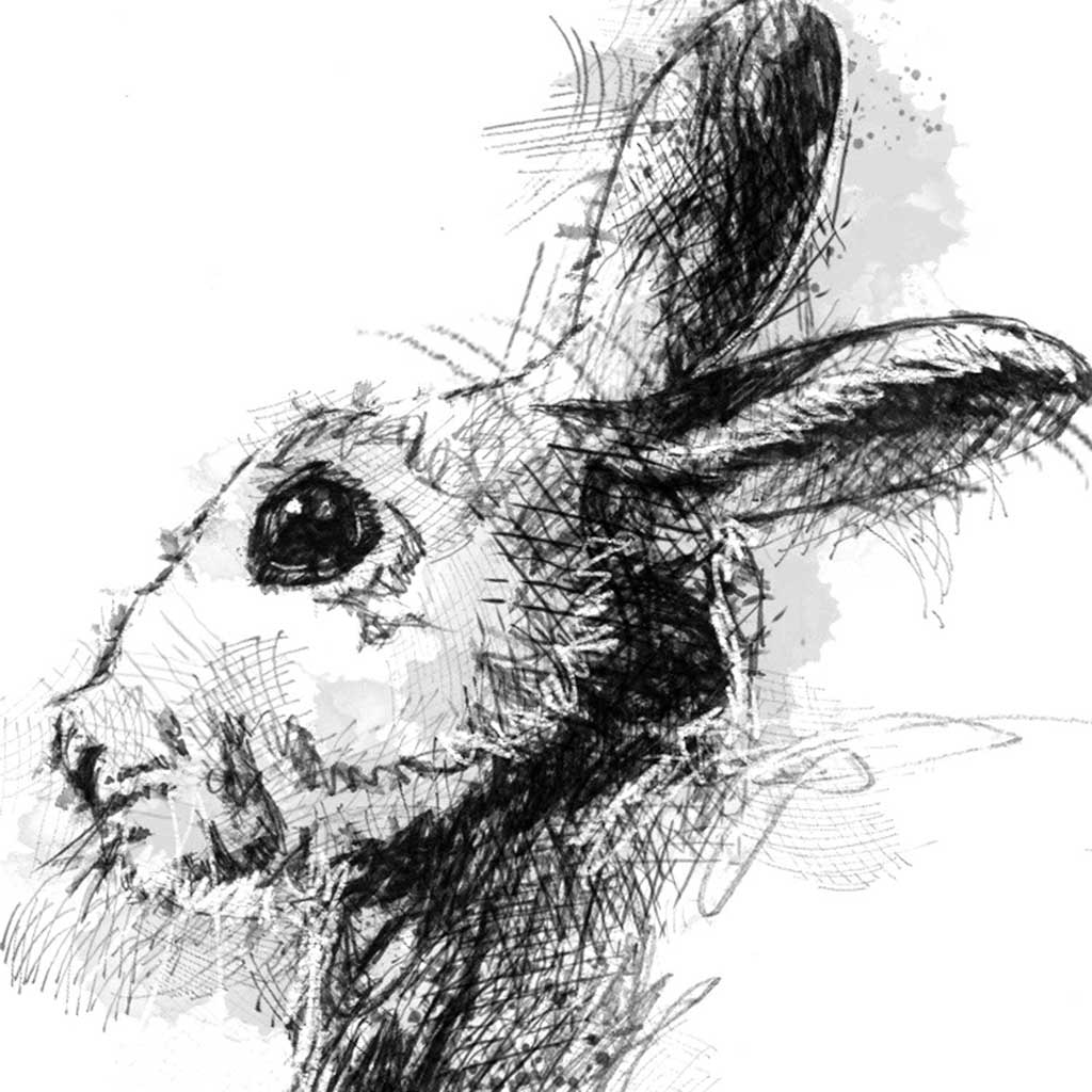 Rabbit