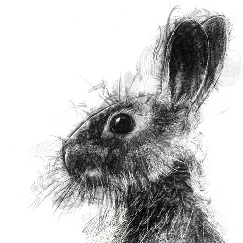 Bunny rabbit