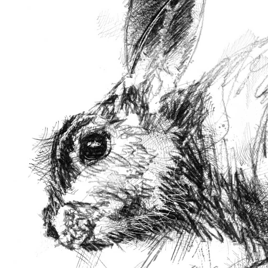 Wild rabbit