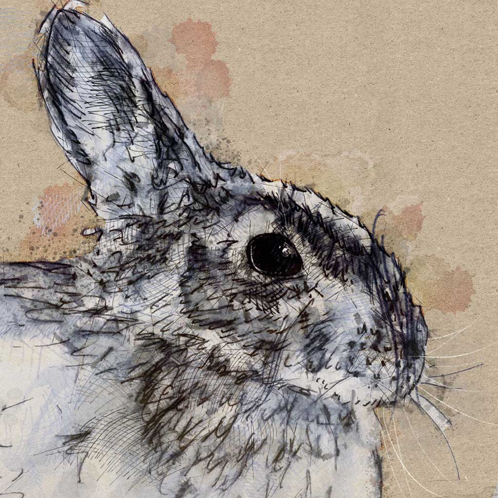 Rabbit