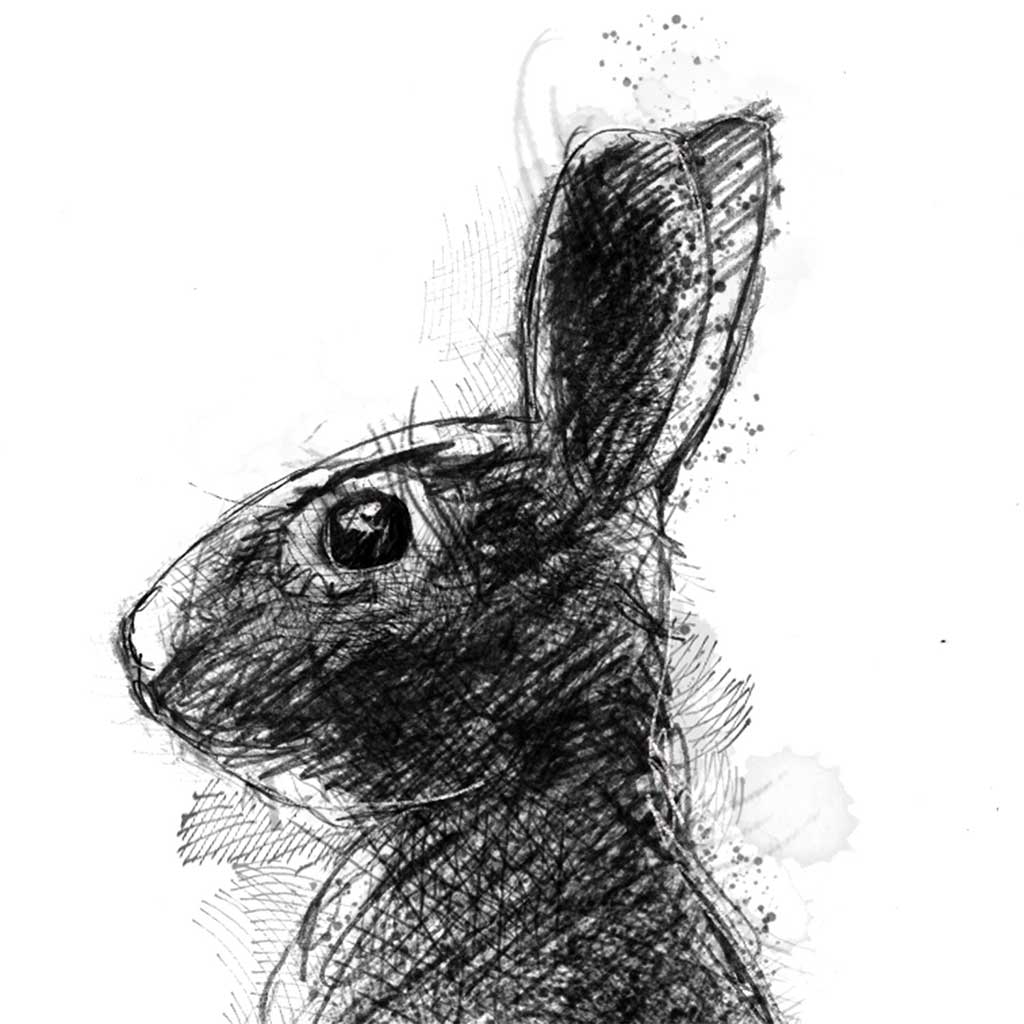 Young rabbit