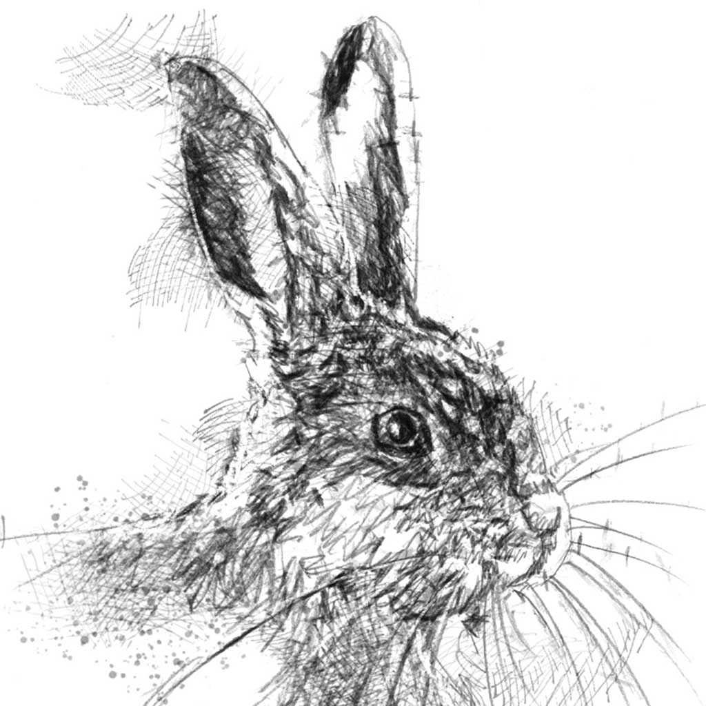 Young rabbit