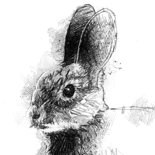 Bunny rabbit