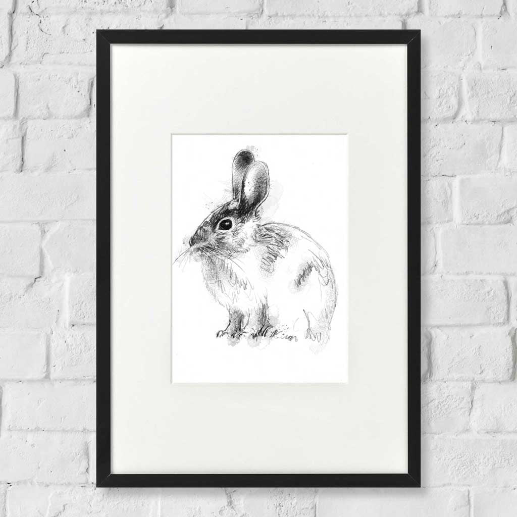 Wild rabbit