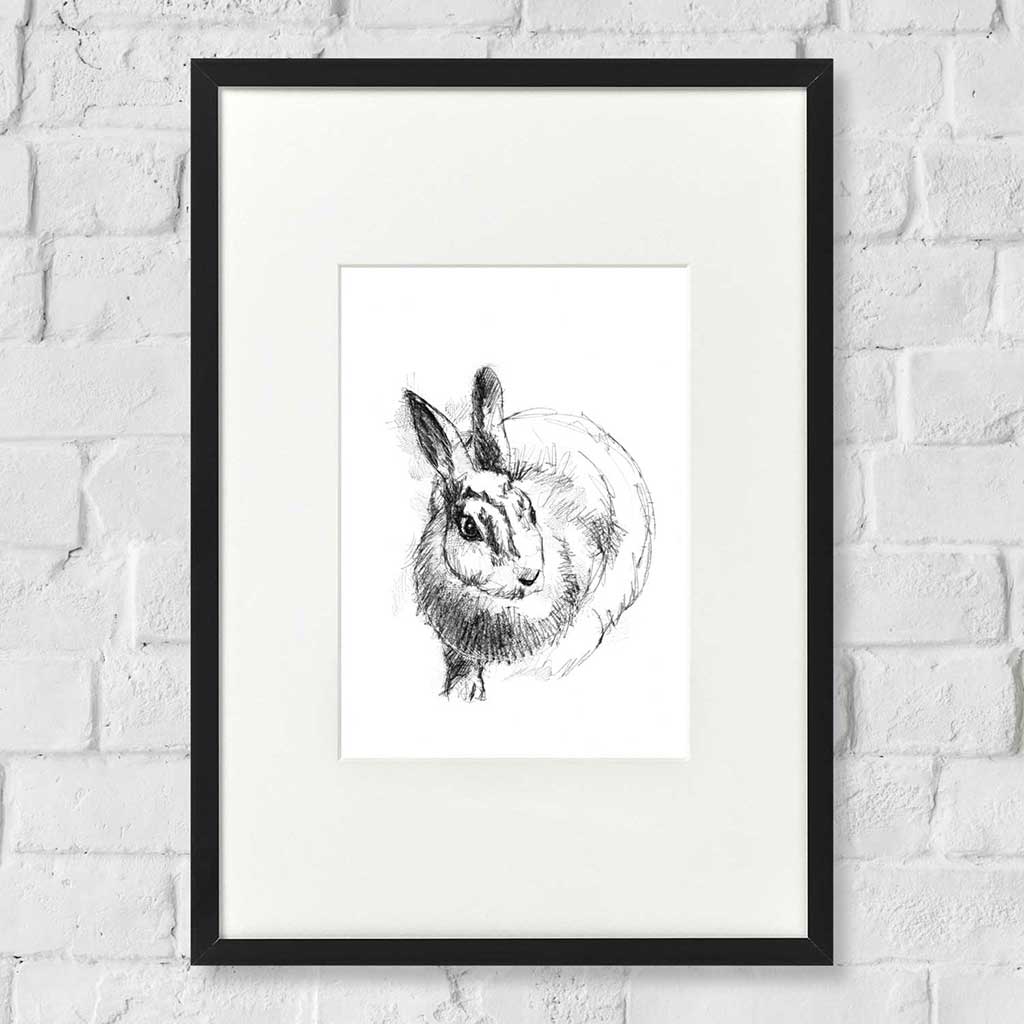 Wild rabbit