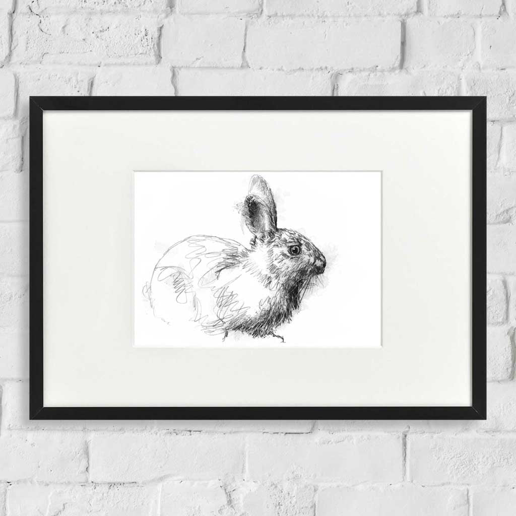 Wild rabbit