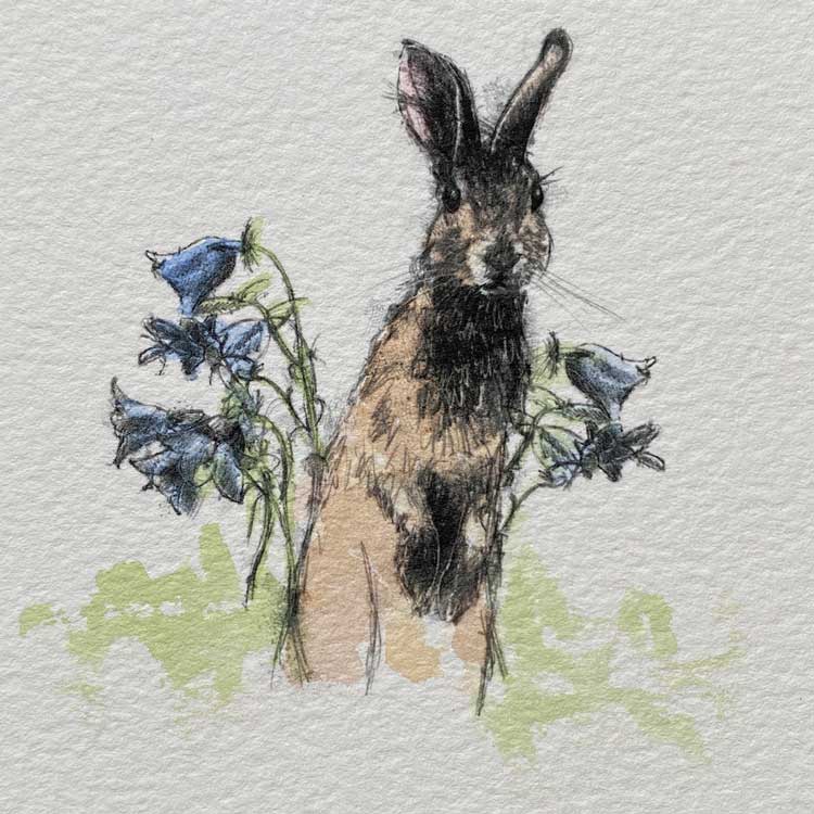 Rabbit mini sketch