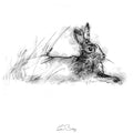 Rabbit relaxing